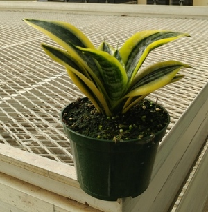 Superba Robusta